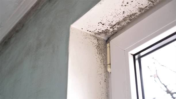 Best DIY Mold Remediation Support Services in Sedalia, MO