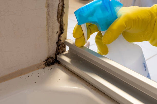 Best Crawl Space Mold Remediation in Sedalia, MO