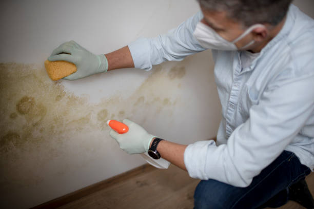 Best Attic Mold Remediation in Sedalia, MO