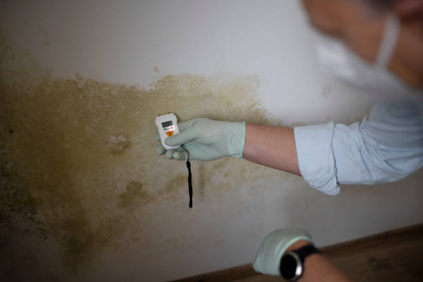 Best Bathroom Mold Remediation in Sedalia, MO