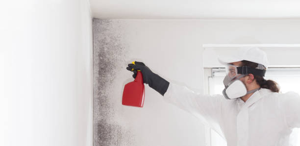 Best Attic Mold Remediation in Sedalia, MO
