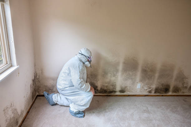 Best Residential Mold Remediation in Sedalia, MO