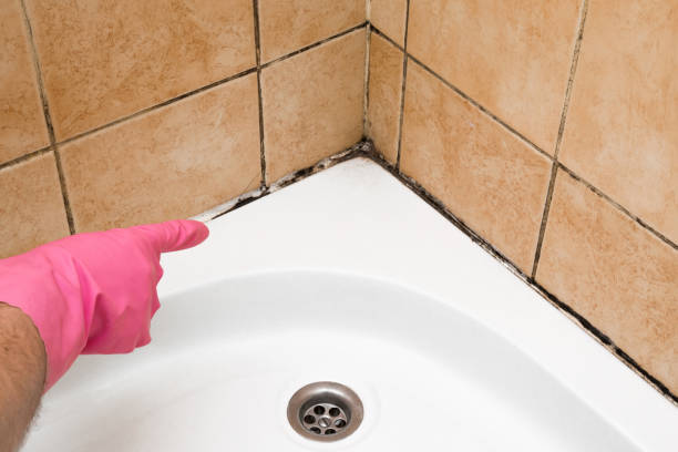 Best Localized Mold Remediation (e.g., coastal areas, humid climates) in Sedalia, MO